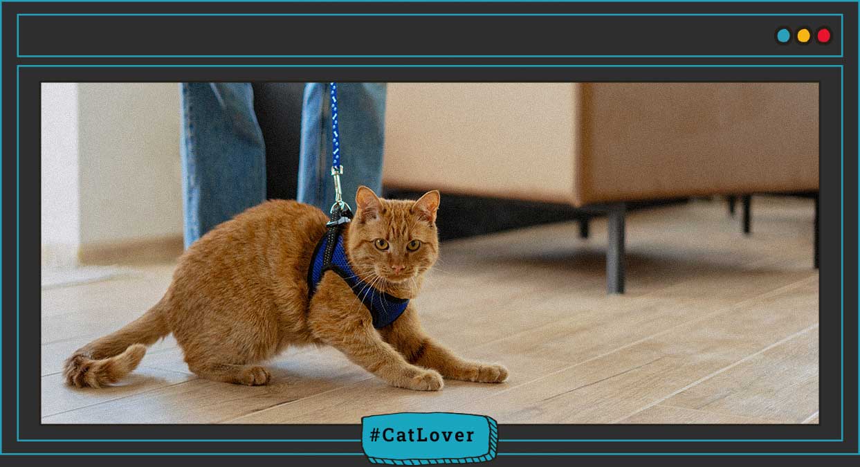 ¿Los gatos pueden usar arnés?